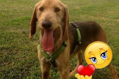 Tobia